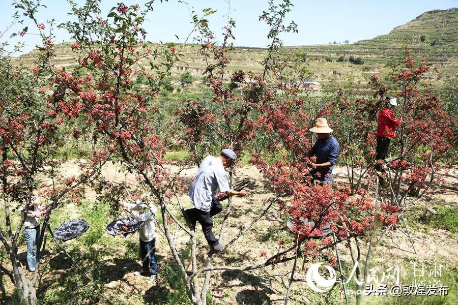 积石山保安族东乡族撒拉族自治县应急管理局领导概况概览