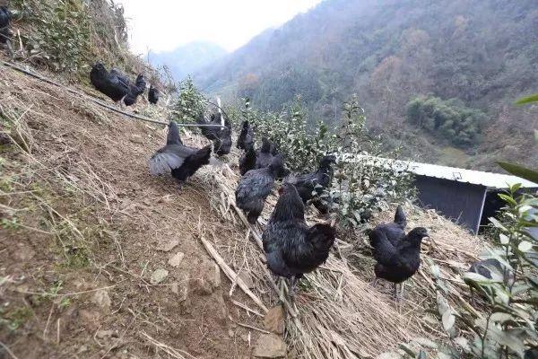 荒野游侠 第4页