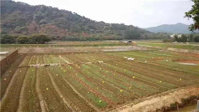 消雪岭华侨农场新闻速递