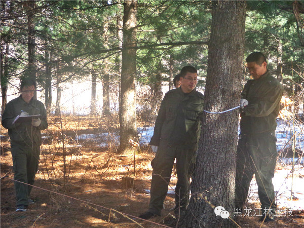 林甸县长青林场最新项目探索与前瞻报道