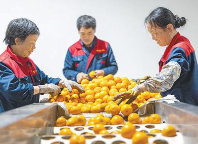 山青村发展规划揭秘，走向繁荣与可持续的未来之路