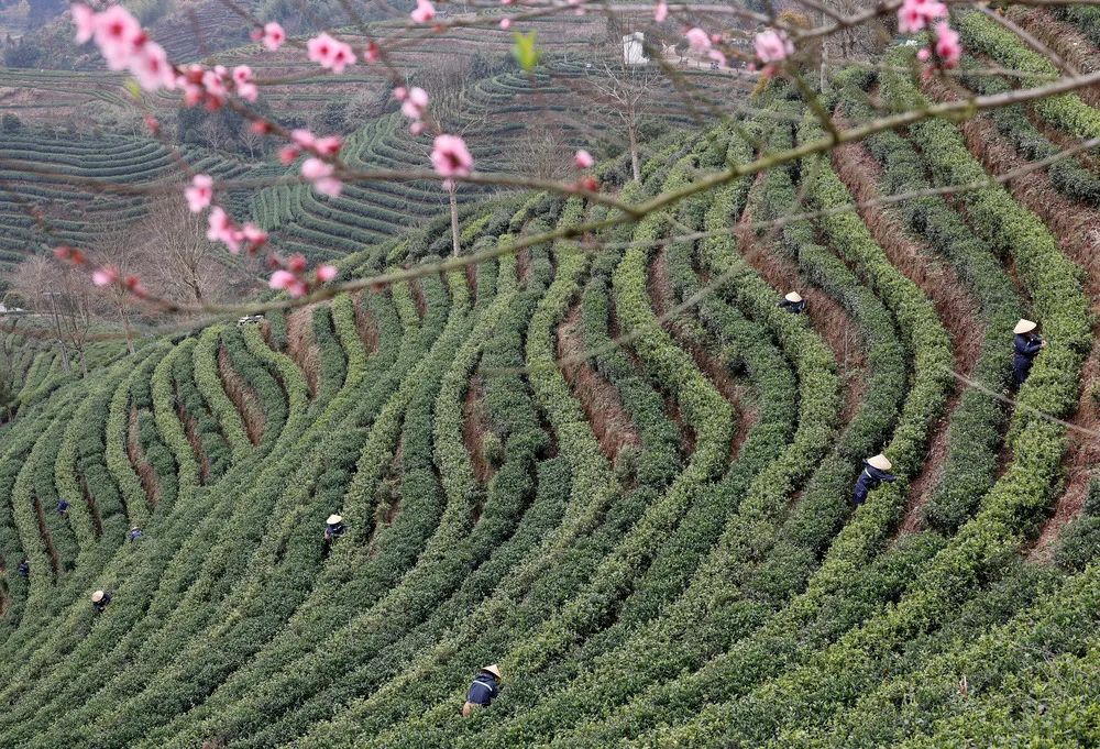 茶林场最新天气预报及其影响