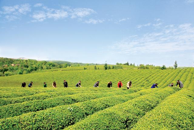 邵阳市茶铺茶场最新发展规划概览