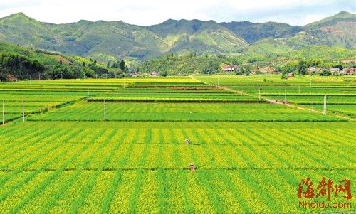 高淳县团结圩良种繁育场交通新闻更新